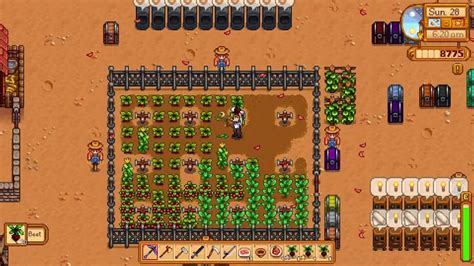 beterraba stardew valley.
